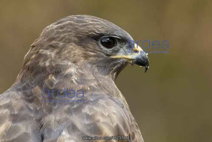 : Common Buzzard - portrait - Castilla Leon, Spain : Common Buzzard - portrait - Castilla Leon, Spain