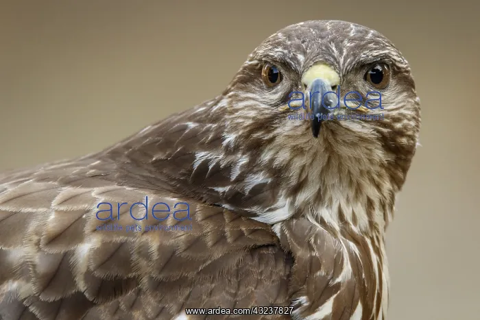  : Common Buzzard - portrait - Castilla Leon, Spain