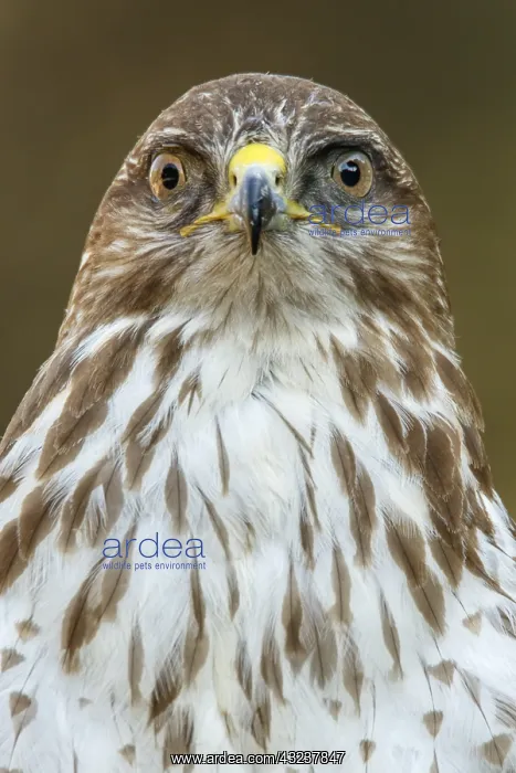 : Common Buzzard - portrait - Castilla Leon, Spain : Common Buzzard - portrait - Castilla Leon, Spain