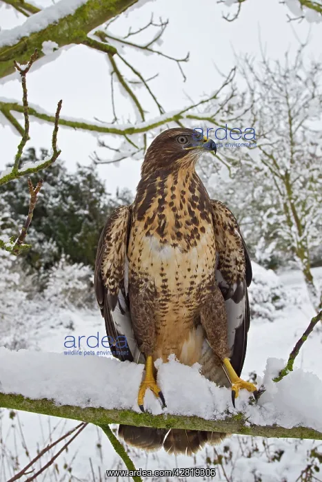 : Common Buzzard - on snow covered branch : Common Buzzard - on snow covered branch
