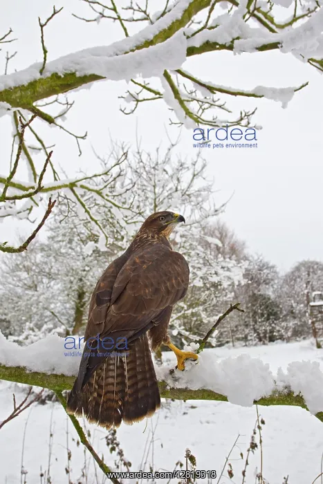 : Common Buzzard - on snow covered branch : Common Buzzard - on snow covered branch
