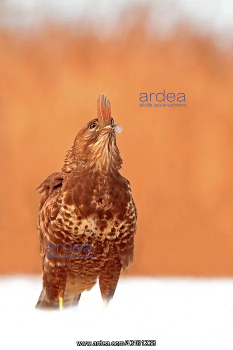 : Common Buzzard on snow ending to swallow a fish : Common Buzzard on snow ending to swallow a fish