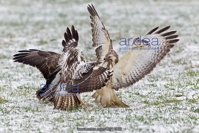 : Common Buzzard - three squabbling over food in winter : Common Buzzard - three squabbling over food in winter