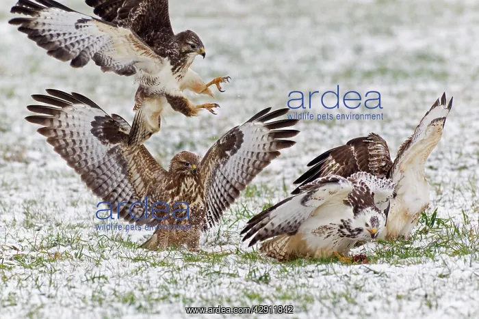 : Common Buzzard - four squabbling over food in winter : Common Buzzard - four squabbling over food in winter