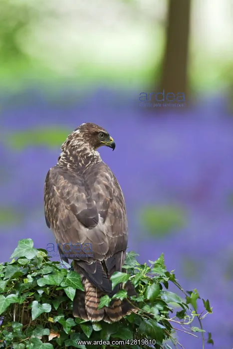 : Common Buzzard - on stump in bluebell wood : Common Buzzard - on stump in bluebell wood