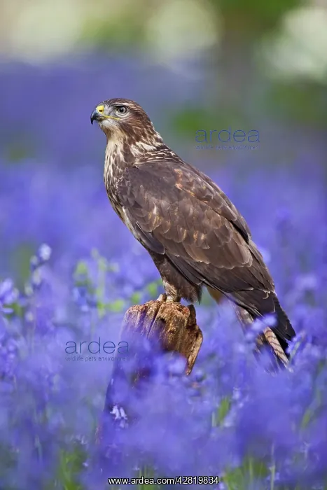 : Common Buzzard - on stump in bluebell wood : Common Buzzard - on stump in bluebell wood