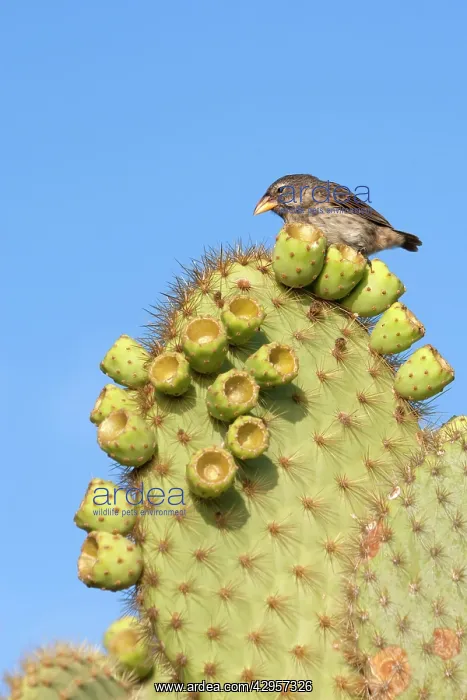 : Common Cactus-finch : Common Cactus-finch