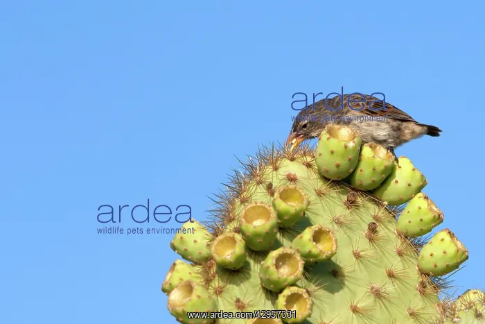 : Common Cactus-finch : Common Cactus-finch