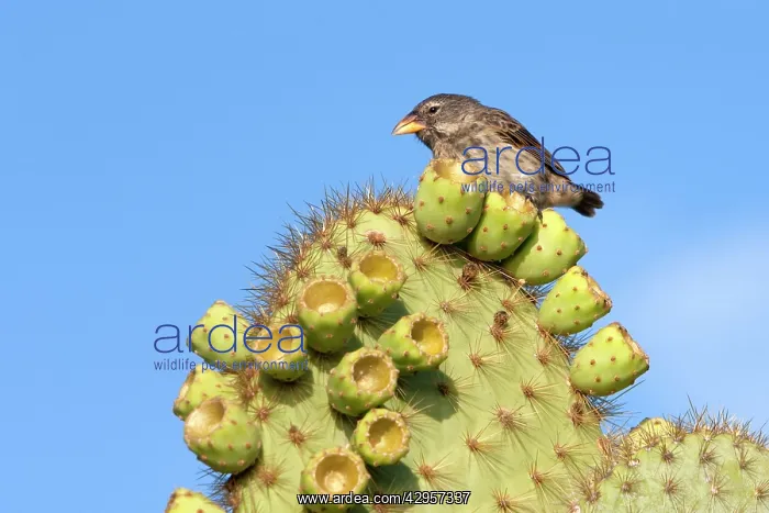 : Common Cactus-finch : Common Cactus-finch