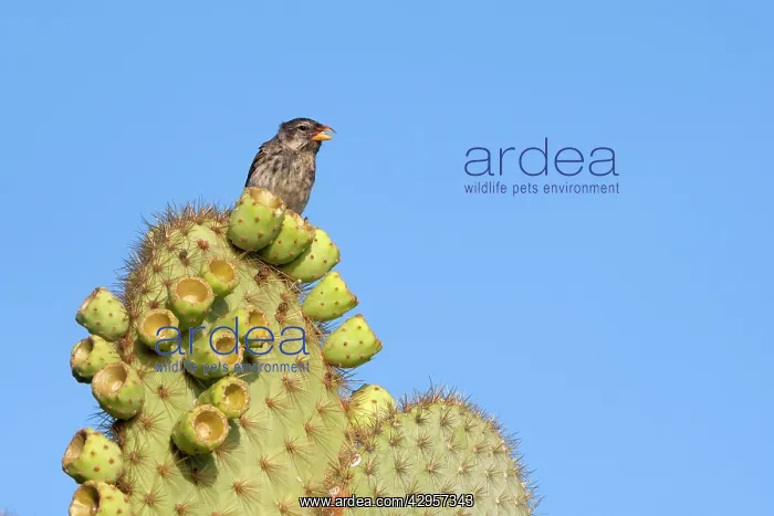 : Common Cactus-finch : Common Cactus-finch