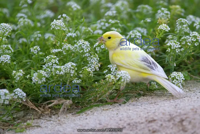: Common Canary : Common Canary