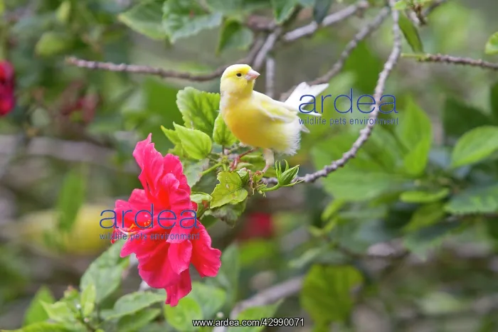 : Common Canary : Common Canary