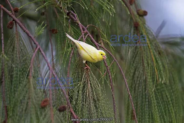  : Common Canary