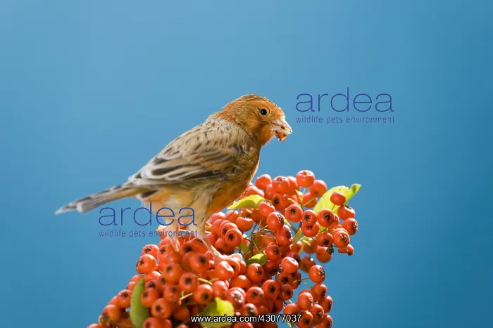 : Common canary eating berries of firethorn : Common canary eating berries of firethorn