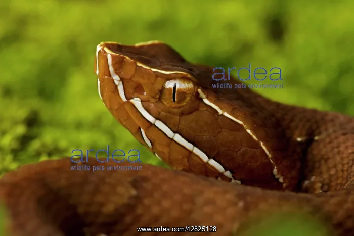 : Common Cantil / Mexican Moccasin : Common Cantil / Mexican Moccasin