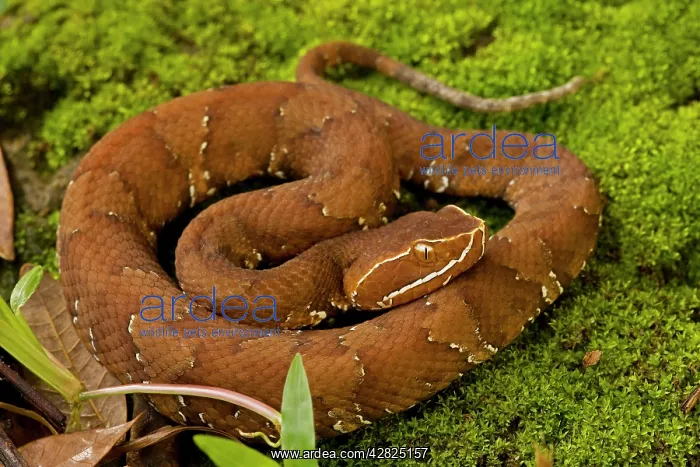: Common Cantil / Mexican Moccasin : Common Cantil / Mexican Moccasin