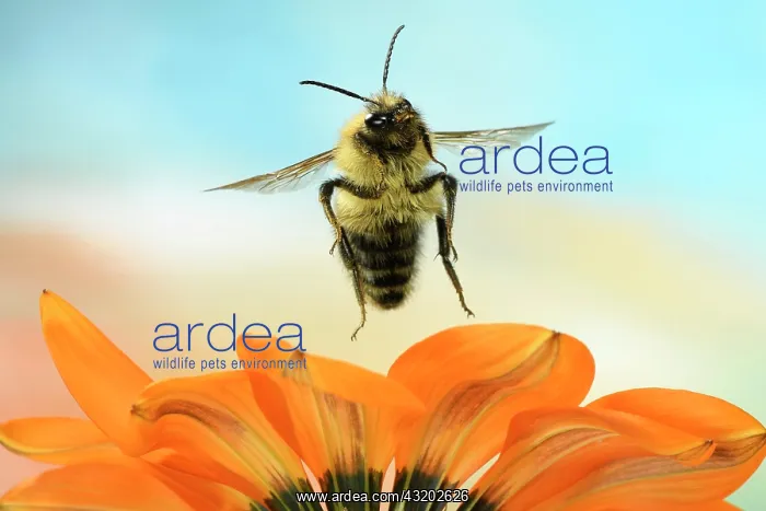 : Common Carder-bee (Bombus pascuorum), in flight : Common Carder-bee (Bombus pascuorum), in flight