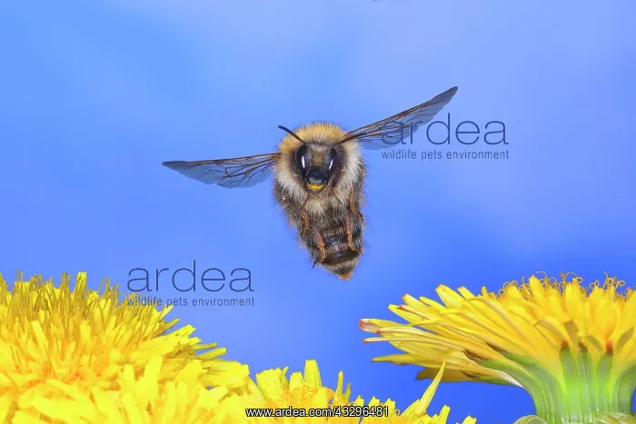 : Common carder-bee (Bombus pascuorum), in flight : Common carder-bee (Bombus pascuorum), in flight