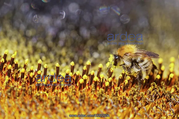 : Common Carder-bee (Bombus pascuorum) on sunflower : Common Carder-bee (Bombus pascuorum) on sunflower