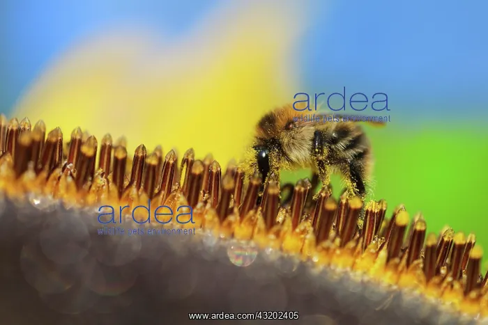 : Common Carder-bee (Bombus pascuorum) on sunflower : Common Carder-bee (Bombus pascuorum) on sunflower