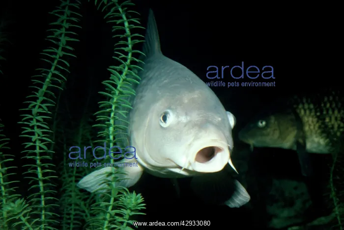  : Common Carp