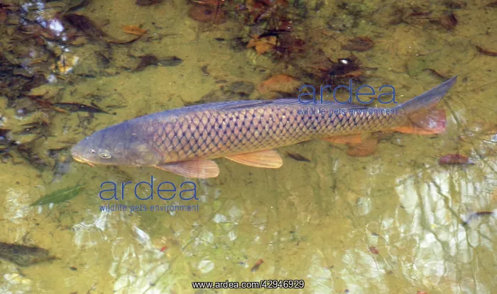 : Common Carp : Common Carp