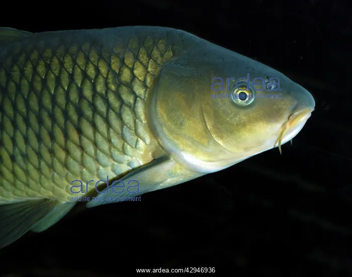 : Common Carp : Common Carp