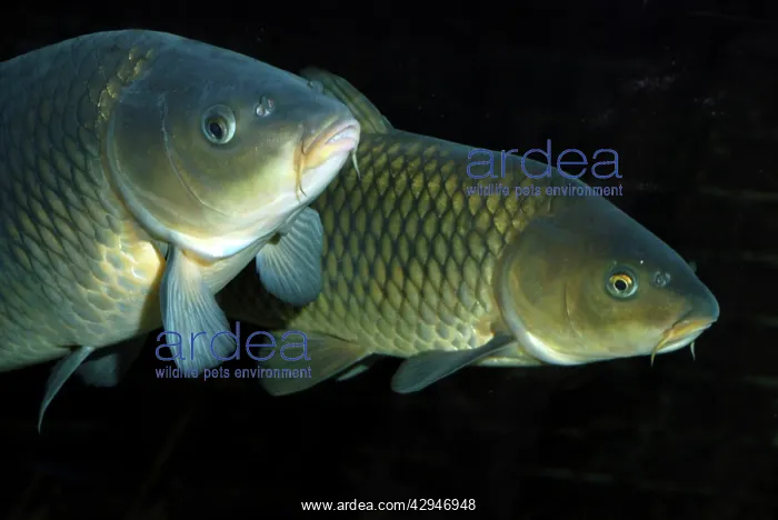 : Common Carp : Common Carp