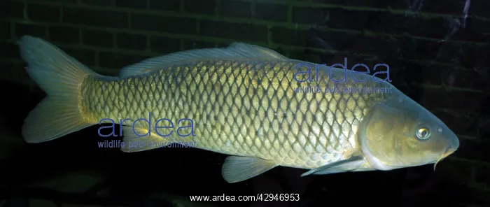 : Common Carp : Common Carp