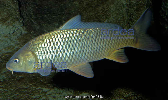 : Common Carp : Common Carp
