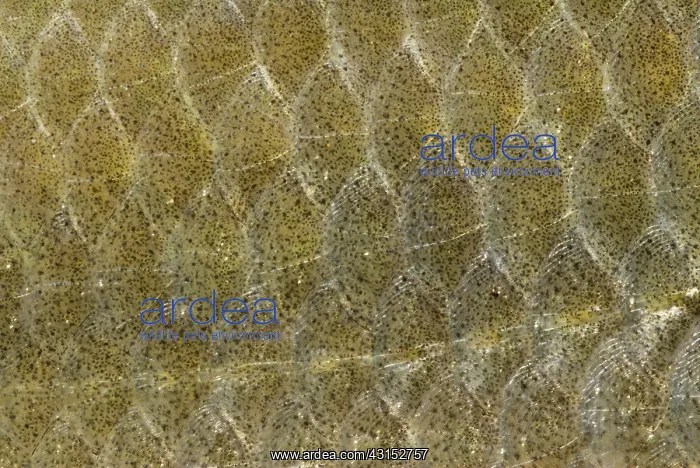 : Common Carp : Common Carp