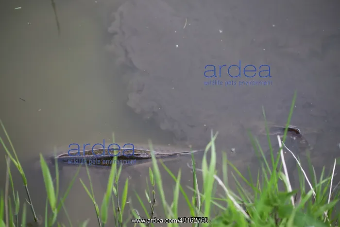 : Common Carp : Common Carp