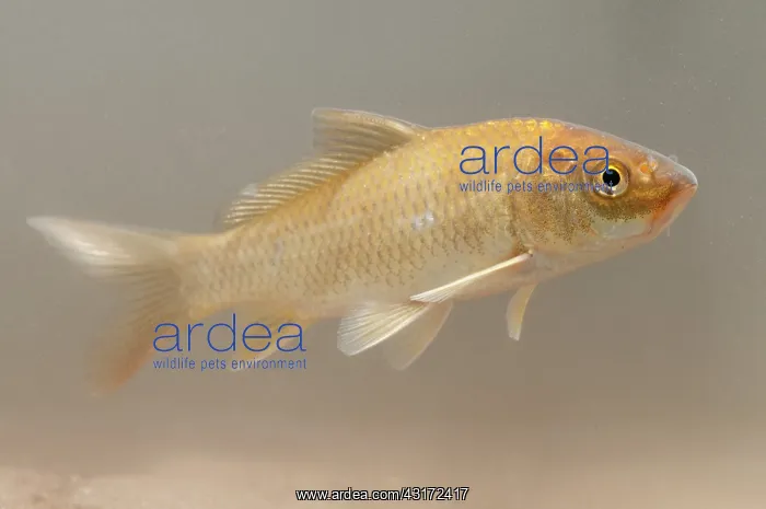 : Common Carp : Common Carp