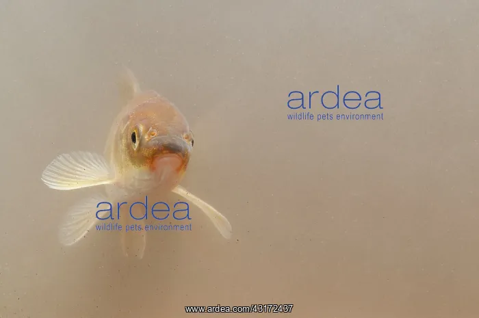 : Common Carp : Common Carp
