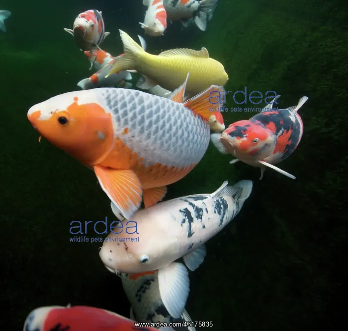 : Common Carp : Common Carp