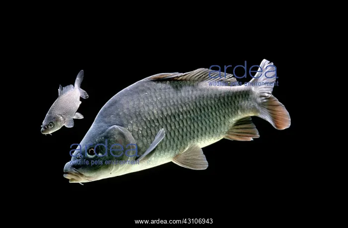 : Common carp, (Cyprinus carpio), captive, France : Common carp, (Cyprinus carpio), captive, France