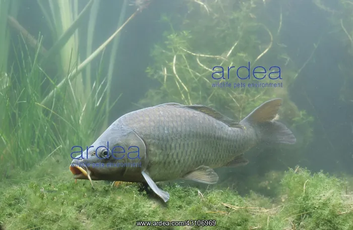 : Common carp (Cyprinus carpio), captive, France : Common carp (Cyprinus carpio), captive, France