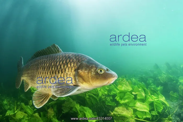 : Common carp (Cyprinus carpio) floating above aquatic : Common carp (Cyprinus carpio) floating above aquatic