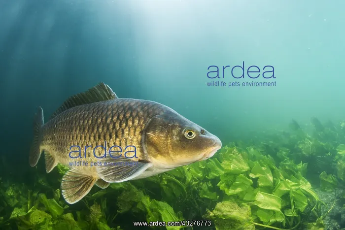 : Common carp (Cyprinus carpio) swimming above the : Common carp (Cyprinus carpio) swimming above the