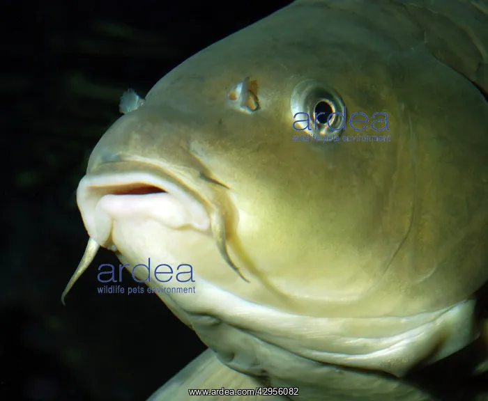: Common Carp - European freshwaters : Common Carp - European freshwaters