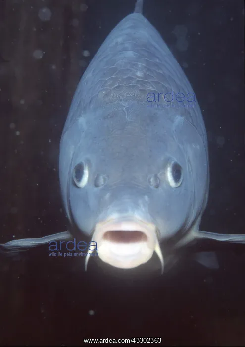 : COMMON CARP - HEAD ON - UPRGHT : COMMON CARP - HEAD ON - UPRGHT