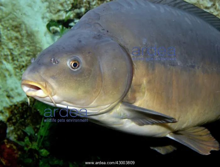 : Common Carp leather variety : Common Carp leather variety
