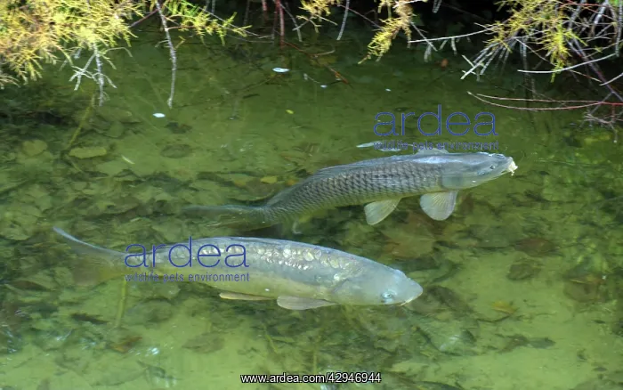 : Common Carp and Mirror Carp (variant) : Common Carp and Mirror Carp (variant)