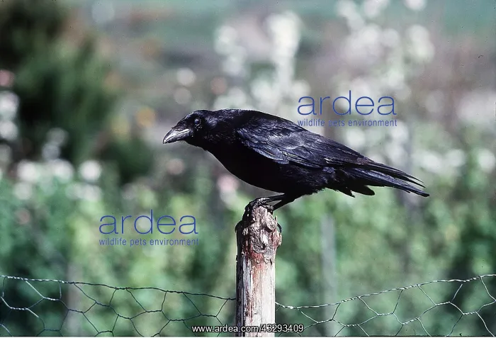 : COMMON / CARRION CROW : COMMON / CARRION CROW