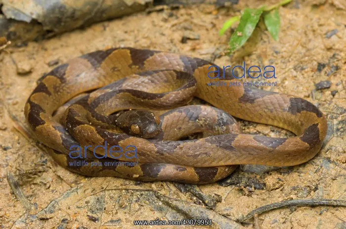 : Common Cat-eyed Snake : Common Cat-eyed Snake