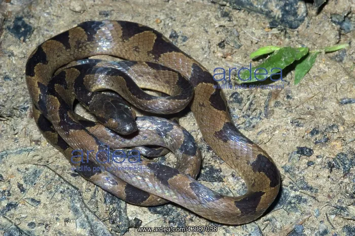 : Common Cat-Eyed Snake