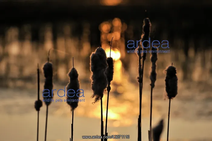: Common Cattail : Common Cattail