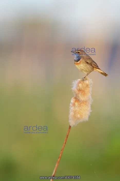 : Common Cattail : Common Cattail