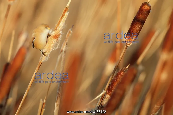  : Common Cattail