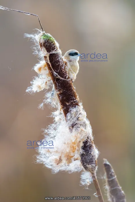 : Common Cattail : Common Cattail